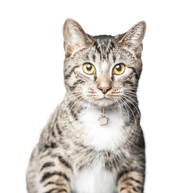 headshot of a striped cat sitting up