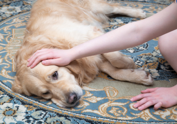 A concerned hand comforting a Golden Retriever lying on a rug, representing the importance of understanding blood clots in dogs, including causes, symptoms, and treatment options, particularly in cases of female dogs passing blood clots.