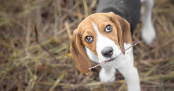 Beagle Health Problems