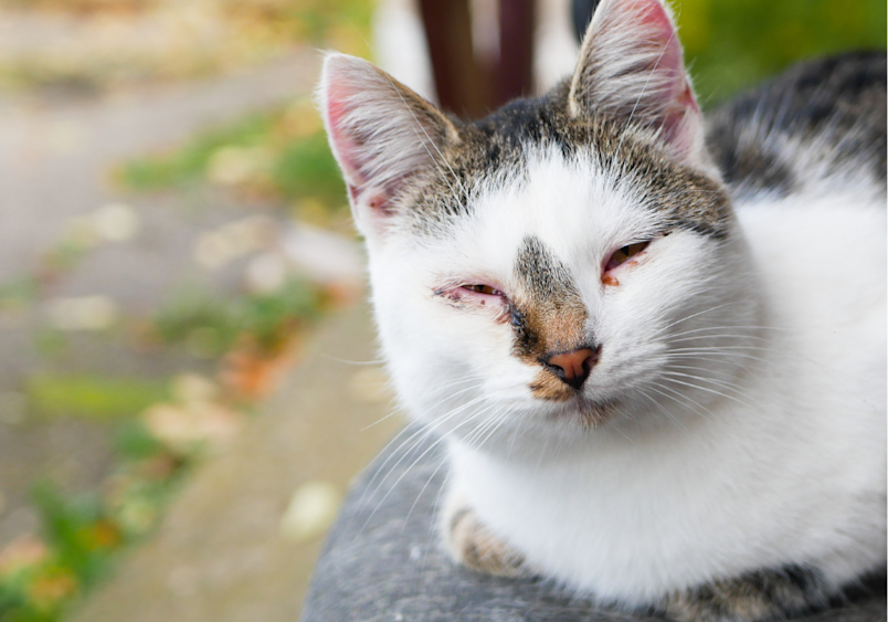 Why do cats sometimes have watery eyes? In this image, we see a white and tabby cat with noticeable eye discharge around both eyes, which could be a sign that immediate care is needed.