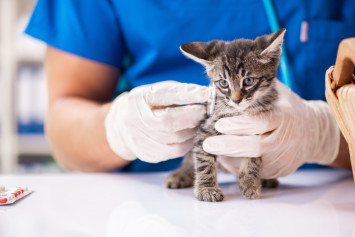 Kitten at the vet getting vaccination