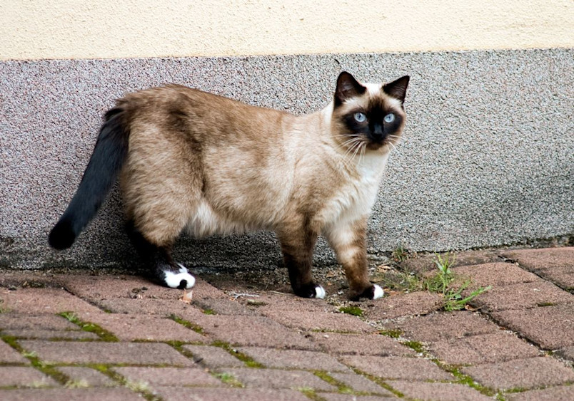 A seal-point Siamese cat stands alert against a textured wall outdoors, displaying its muscular build, characteristic pointed coloring with dark face, paws, and tail, contrasting against its light beige body, and striking blue eyes, while standing on brick pavers.