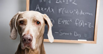 Back to School for Pets