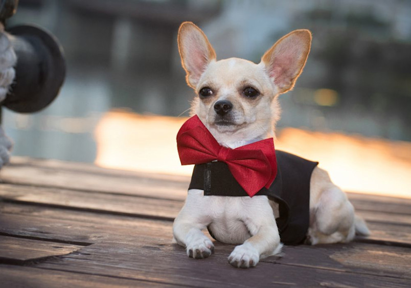 An elegant Chihuahua, perfectly dressed in a formal black vest and striking red bow tie, demonstrating the sophisticated charm that inspires unique boy dog names and cute male dog names, his alert ears and confident expression embodying the perfect mix of dapper and adorable.