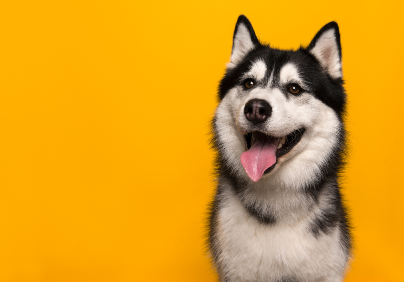 A happy Siberian husky has its tongue out, appearing joyful and energetic. Its ears are upright, and its expressive eyes contribute to its friendly demeanor.