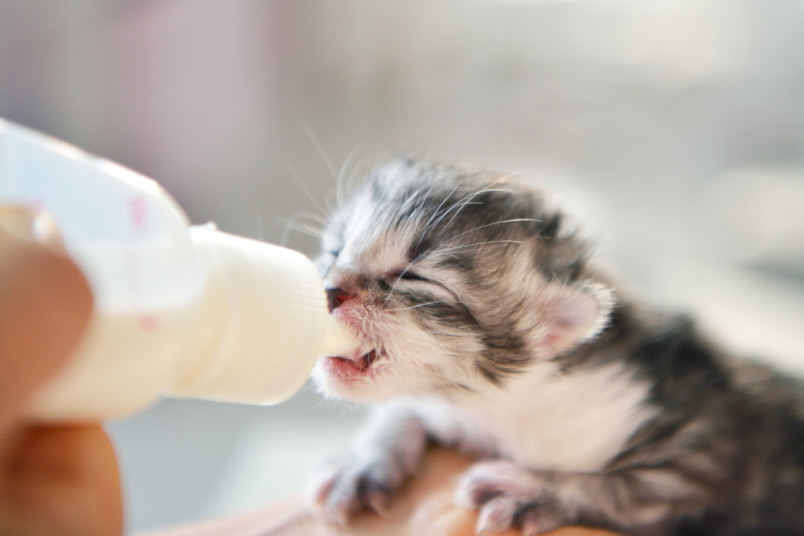 Kitten drinking from bottle