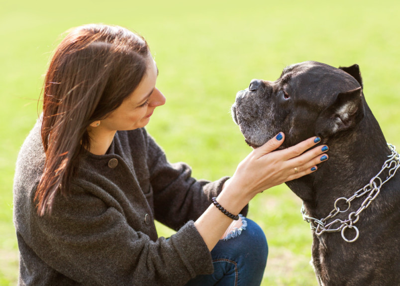 Cane corso with owner