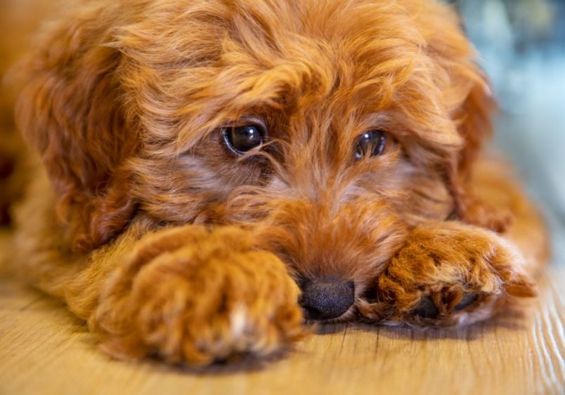 Close-up of a worried red/golden-colored doodle dog lying on a wooden floor, covering its face with its paws - a common stress response seen in dogs experiencing anxiety during storms or fireworks. 