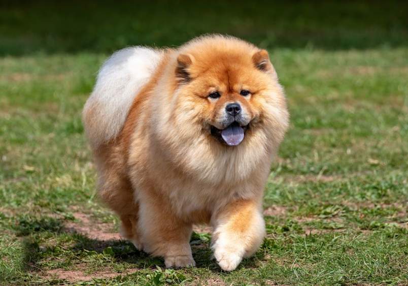 A fluffy adult chow chow dog with a golden-red coat walks confidently across a grassy lawn, showing the breed’s characteristic lion-like mane and sturdy chow chow size; known for their dignified chow chow temperament and independent chow chow personality.