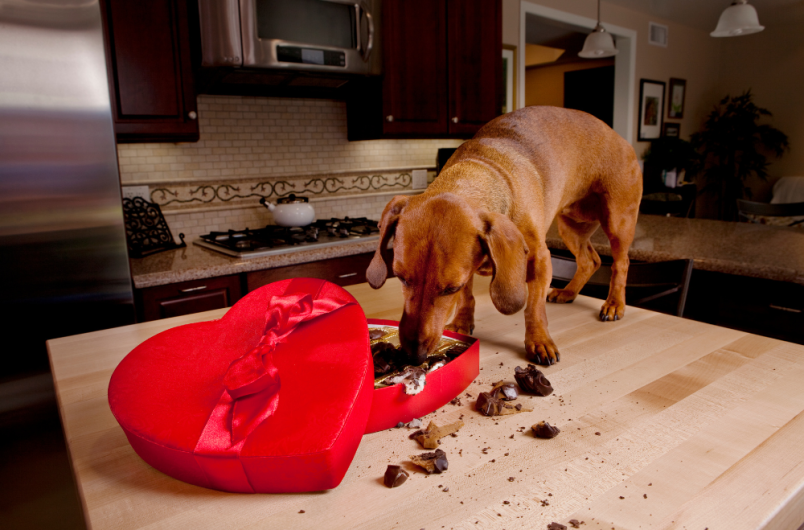 This dog is caught red-handed eating chocolate from a heart-shaped Valentine's gift. The dog does not even seem to have any idea how much chocolate can kill a dog.