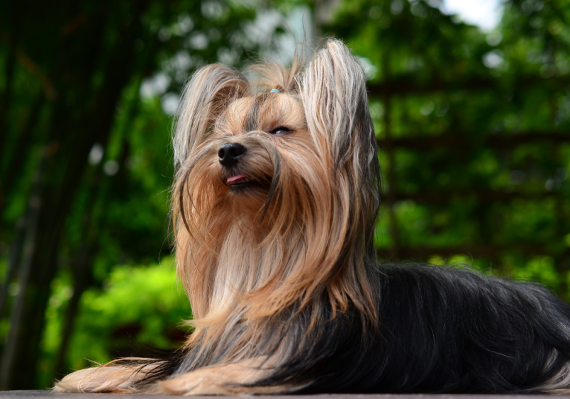 A yorkshire terrier confidently posing infront of the camera 