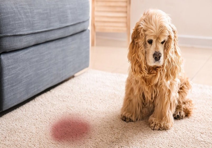 A small dog, sits on a carpet, looking downward with a concerned expression. In front of the dog, there is a noticeable reddish stain on the carpet, which may suggest that the dog peed blood.