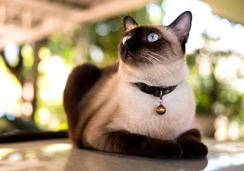 A traditional Siamese cat with seal-point coloring lounges outdoors against a blurred green background, showcasing its distinctive bright blue eyes, cream-colored body, and dark facial features, while wearing a black collar with a golden bell pendant.