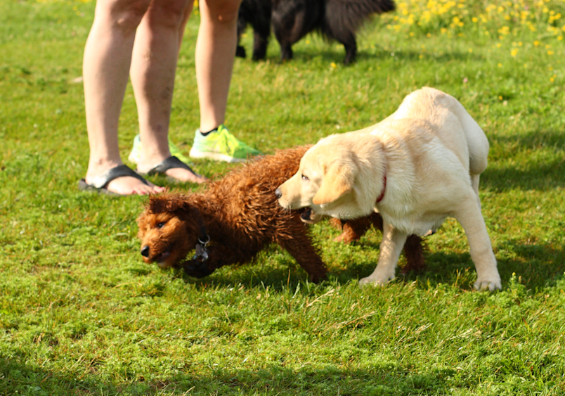 A perfect example of mental stimulation for puppies as two young dogs - one reddish-brown and one yellow Labrador - excitedly explore a grassy field together while their owner supervises nearby, showing how socialization naturally engages their developing brains and builds social skills.