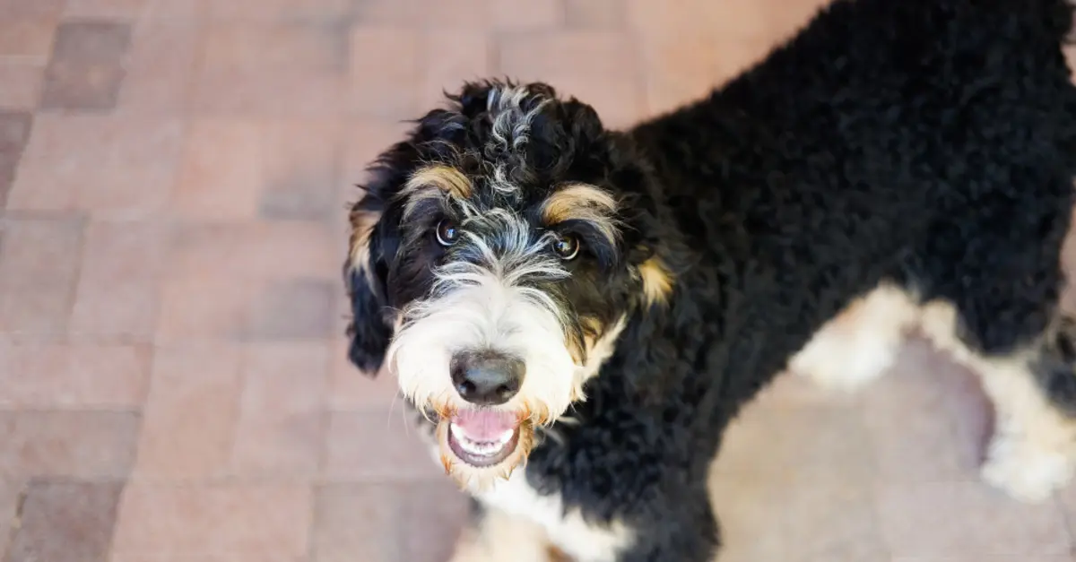 Best food for bernedoodle puppy cheap