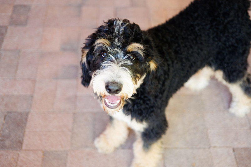 Bernese crossed cheap with poodle