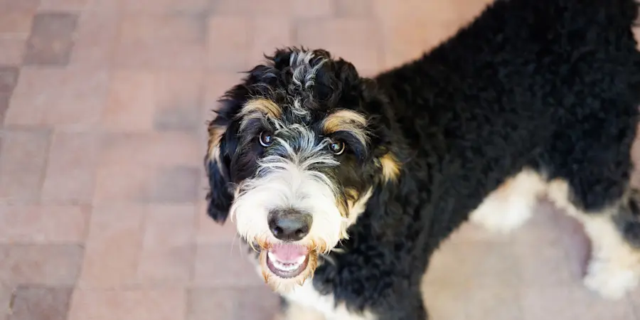 Bernedoodle Your Guide to Bernadoodles Bernie Doodles Size