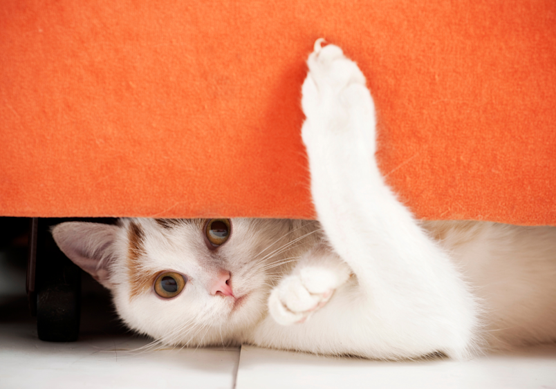 White and orange cat extending its paw from beneath a bright orange surface, demonstrating natural behaviors that declawed cats often cannot perform, as declawing removes toe bones and can cause lasting pain and mobility problems.