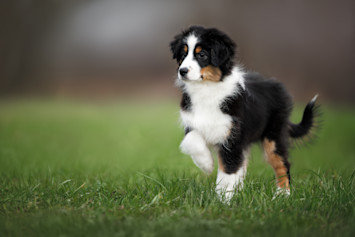 A tricolor Australian Shepherd puppy stands on vibrant green grass with one paw delicately raised, which raises the question "why do dogs limp