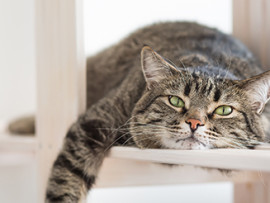 male-cat-on-shelf