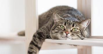 male-cat-on-shelf