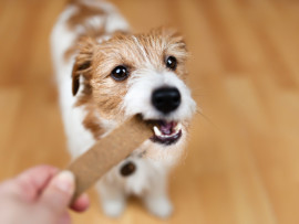 Dog cleaning teeth with a treat to prevent future teeth cleaning costs.