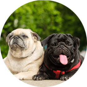 Dog Insurance For Your Pug Embrace Pet Insurance