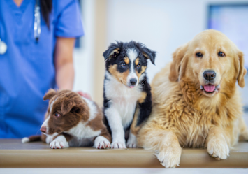 Three dogs receiving pet wellness exams together - a Border Collie puppy, Australian Shepherd, and Golden Retriever sitting on an examination table with a veterinarian in blue scrubs visible in the background.