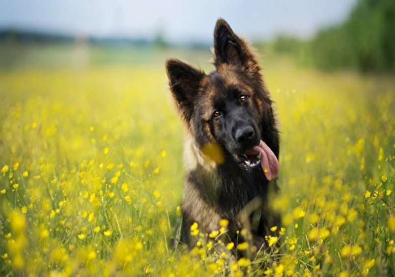 A German Shepherd standing in a vibrant yellow flower field, with its head tilted and tongue out in a playful expression.