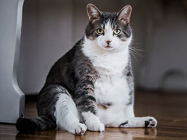 Overweight cat sitting on wood floor