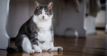 Overweight cat sitting on wood floor