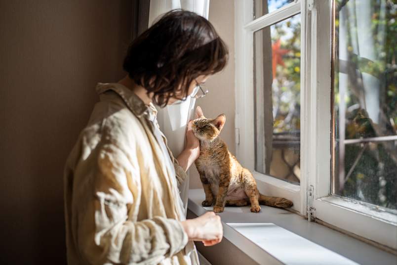 A person gently pets their Devon Rex cat as it sits on a sunny windowsill, illustrating the calming bond between cats and their owners. This image beautifully captures what cats can be: emotional support cats. 