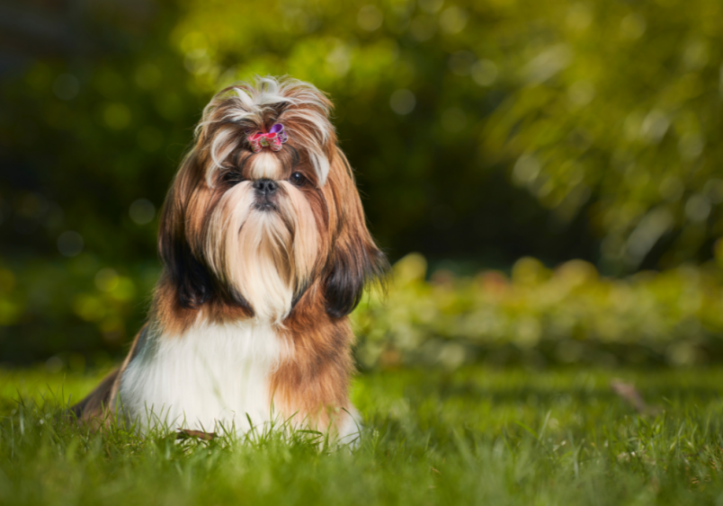 A shih tzu dog looking all regal in a field of grass.