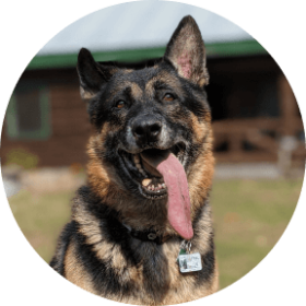 German Shepherd Dog Breed