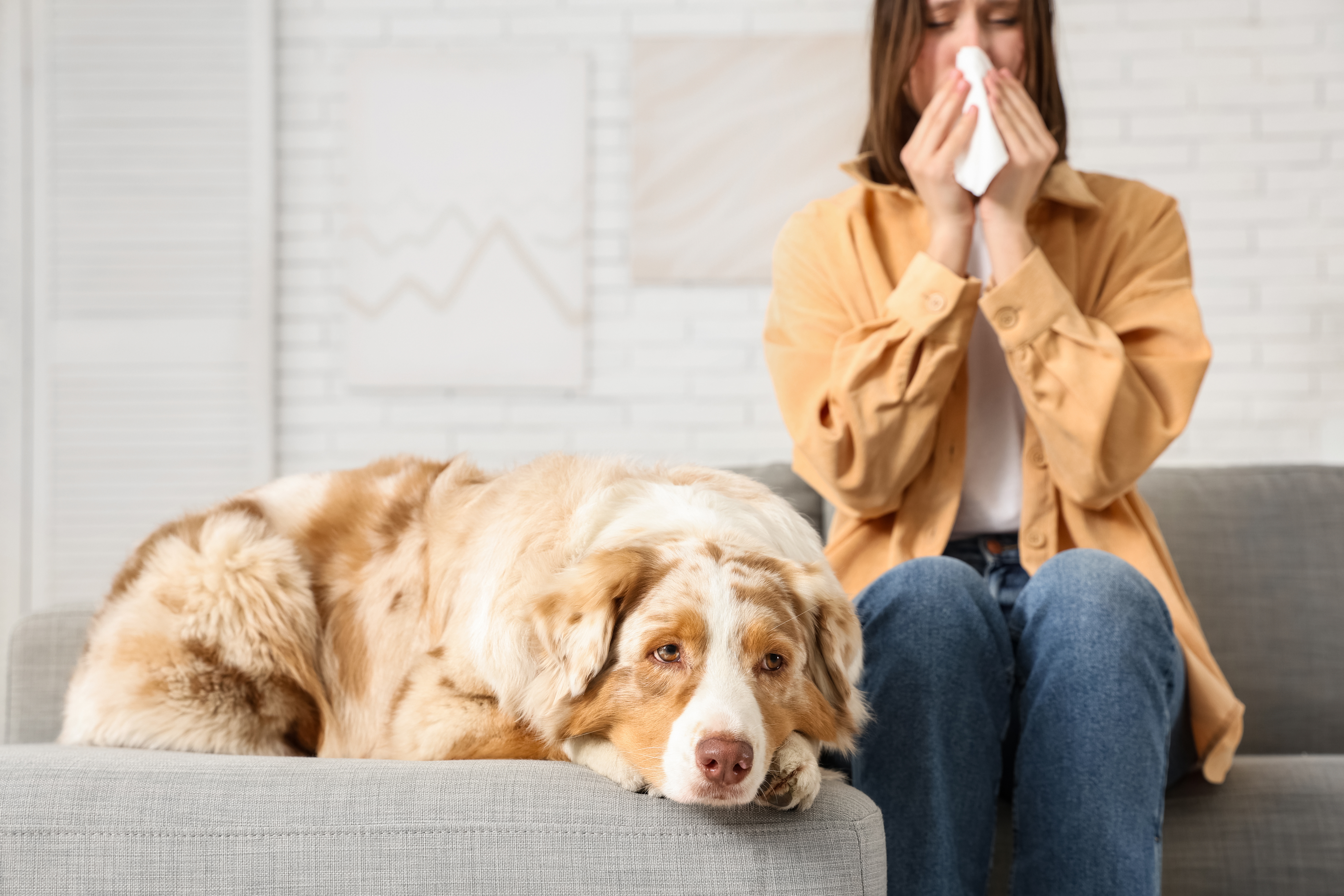 A woman blows her nose into a tissue while sitting on the couch next to her red merle Australian Shepherd, who rests his chin on the armrest with big, sympathetic eyes — a scene that's all too familiar for pet owners wondering what to do if I'm allergic to my dog. 