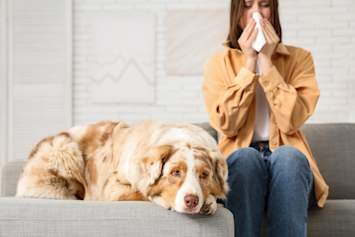A woman blows her nose into a tissue while sitting on the couch next to her red merle Australian Shepherd, who rests his chin on the armrest with big, sympathetic eyes — a scene that's all too familiar for pet owners wondering what to do if I'm allergic to my dog. 