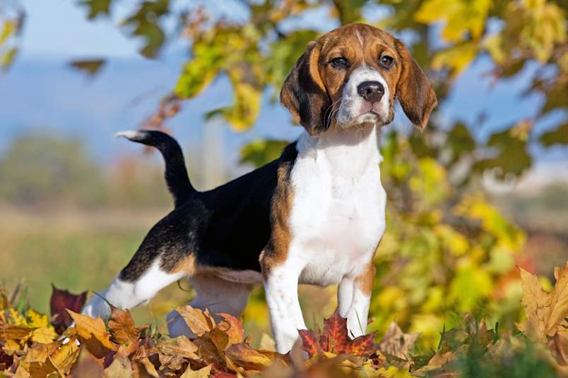 A tricolor Beagle puppy stands alert in a pile of autumn leaves, tail raised with its characteristic white tip clearly visible, floppy ears framing an attentive, curious face.