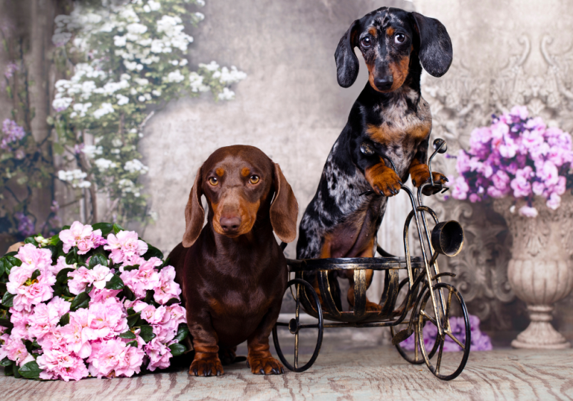 Two adorable Dachshunds, one chocolate brown and the other with a unique dappled coat, pose together in a charming floral setting. Pet insurance ensures these furry companions receive the best care, no matter how adventurous or playful they may be.