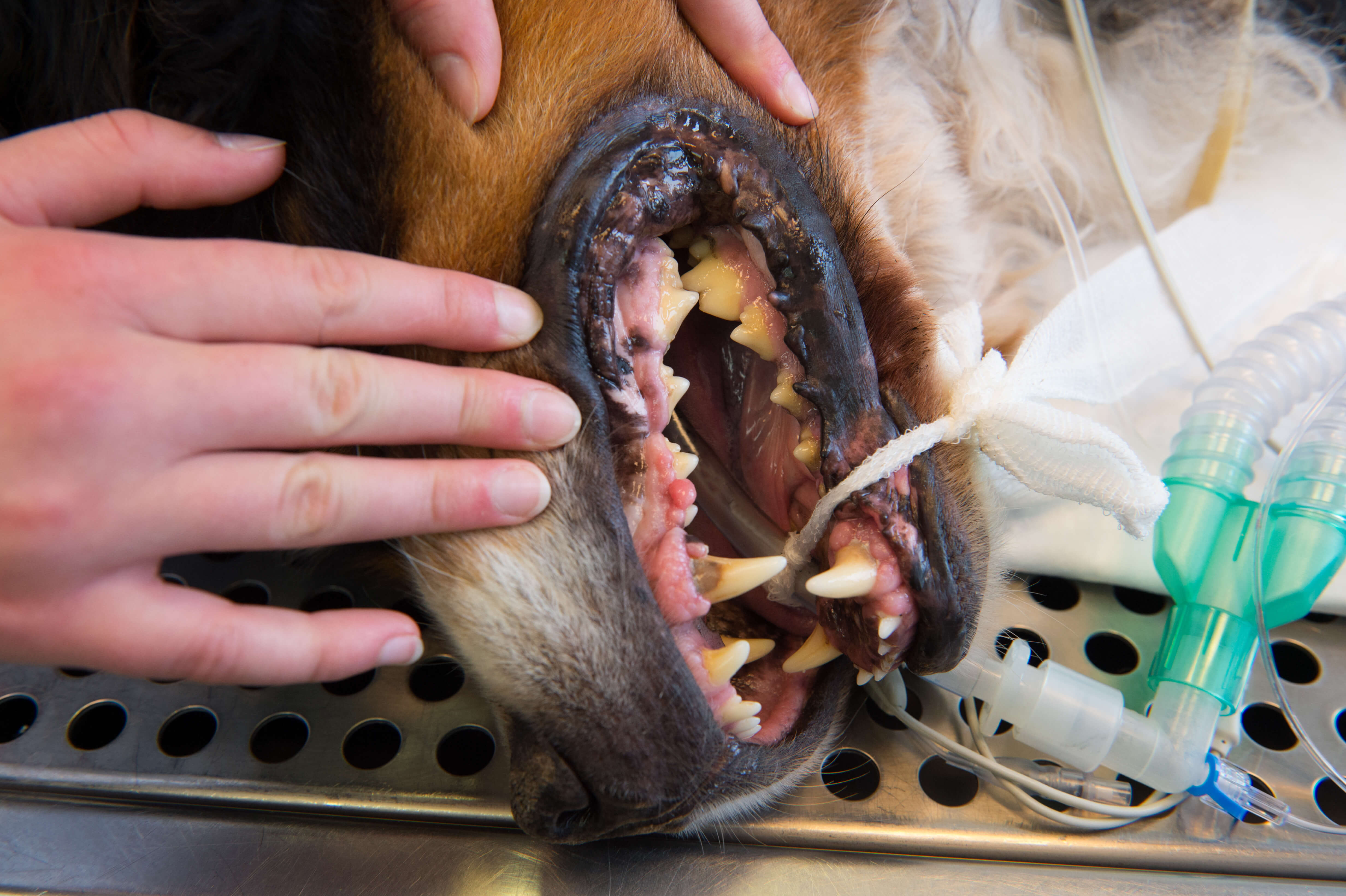 Why Is My Pet'S Dental Cleaning So Pricey?