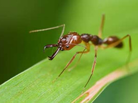fire-ant-on-leaf
