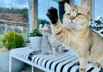 Light brown tabby cat with striking blue-green eyes raising its paw on a white porch bench, surrounded by potted plants and outdoor scenery, highlighting the importance of natural claws as declawing cats is illegal in many regions for being considered inhumane.