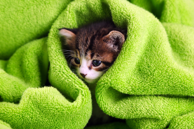 Kitten wrapped in green towel after bath