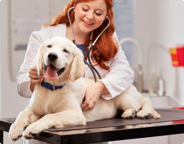 A Vet Exams a Puppy Covered by a Routine Care Pet Health Plan