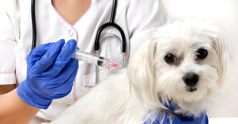 are vaccines safe for dogs