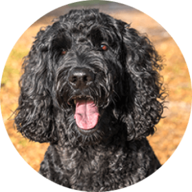 Labradoodle Dog Breed