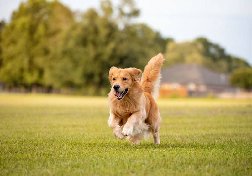 A lively American Golden Retriever with a rich golden coat running energetically across a lush green field, showcasing the breed's playful nature and athletic build.