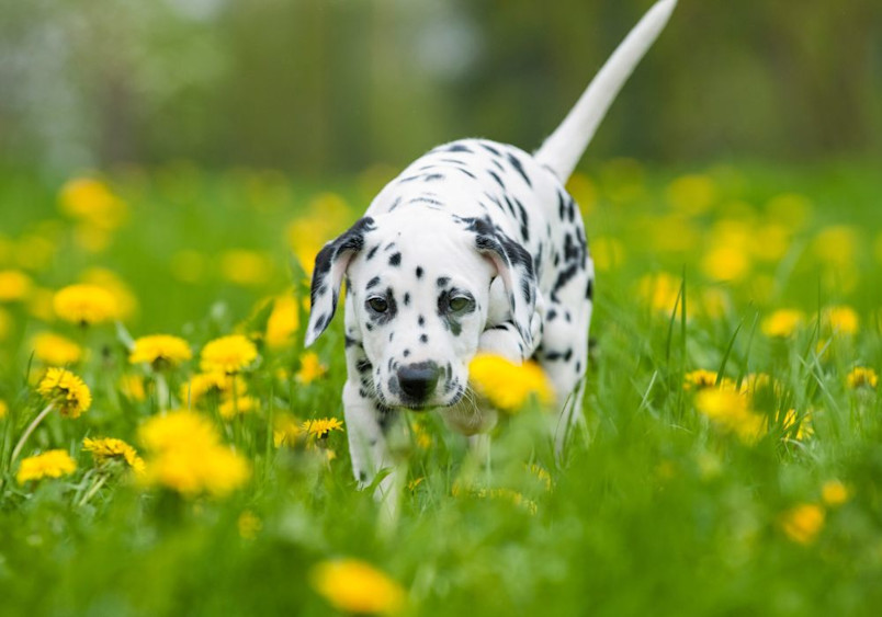 A young Dalmatian walks through a vibrant field of yellow dandelions, with its characteristic spotted white coat contrasting against the lush green grass and bright flowers, capturing the breed's curious and active nature.