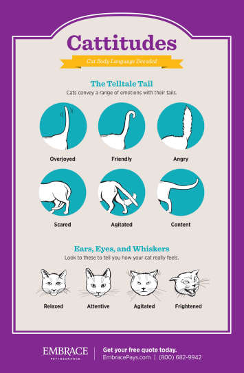 My Cat Can Talk: Reading Feline Body Language