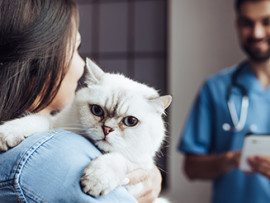 woman with dark hair holding a white cat at veterinarian office