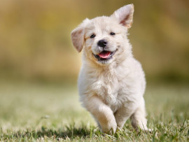 Puppy running outside